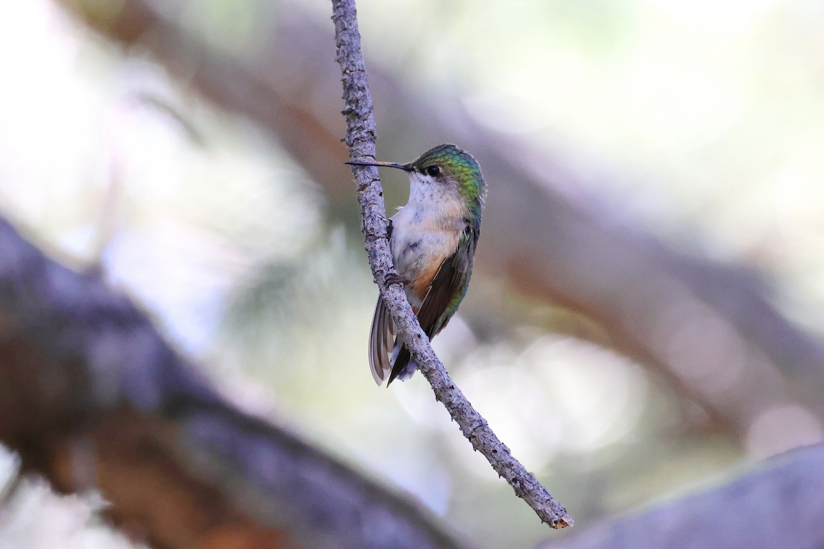 Calliope Hummingbird - Stan Chapman