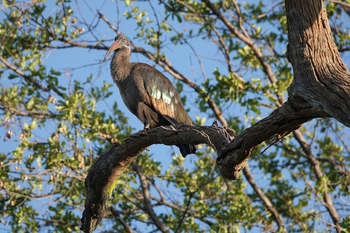 Hadada Ibis - ML586587191