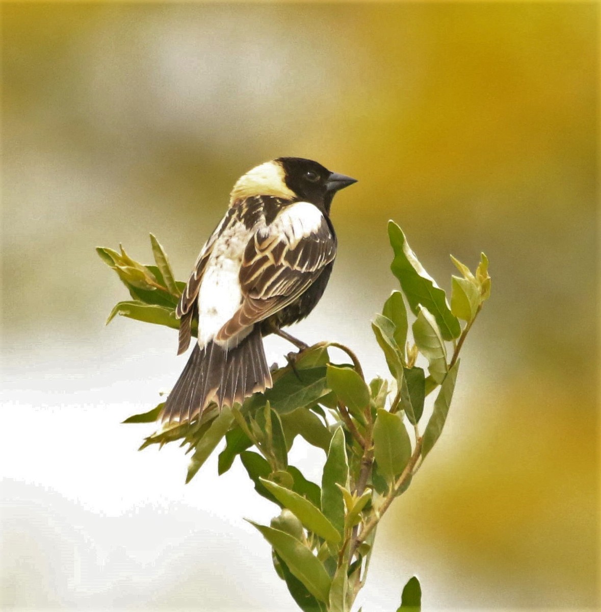 Bobolink - ML586590591