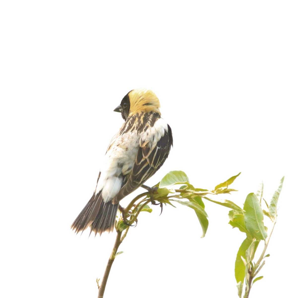 Bobolink - Sue Keener