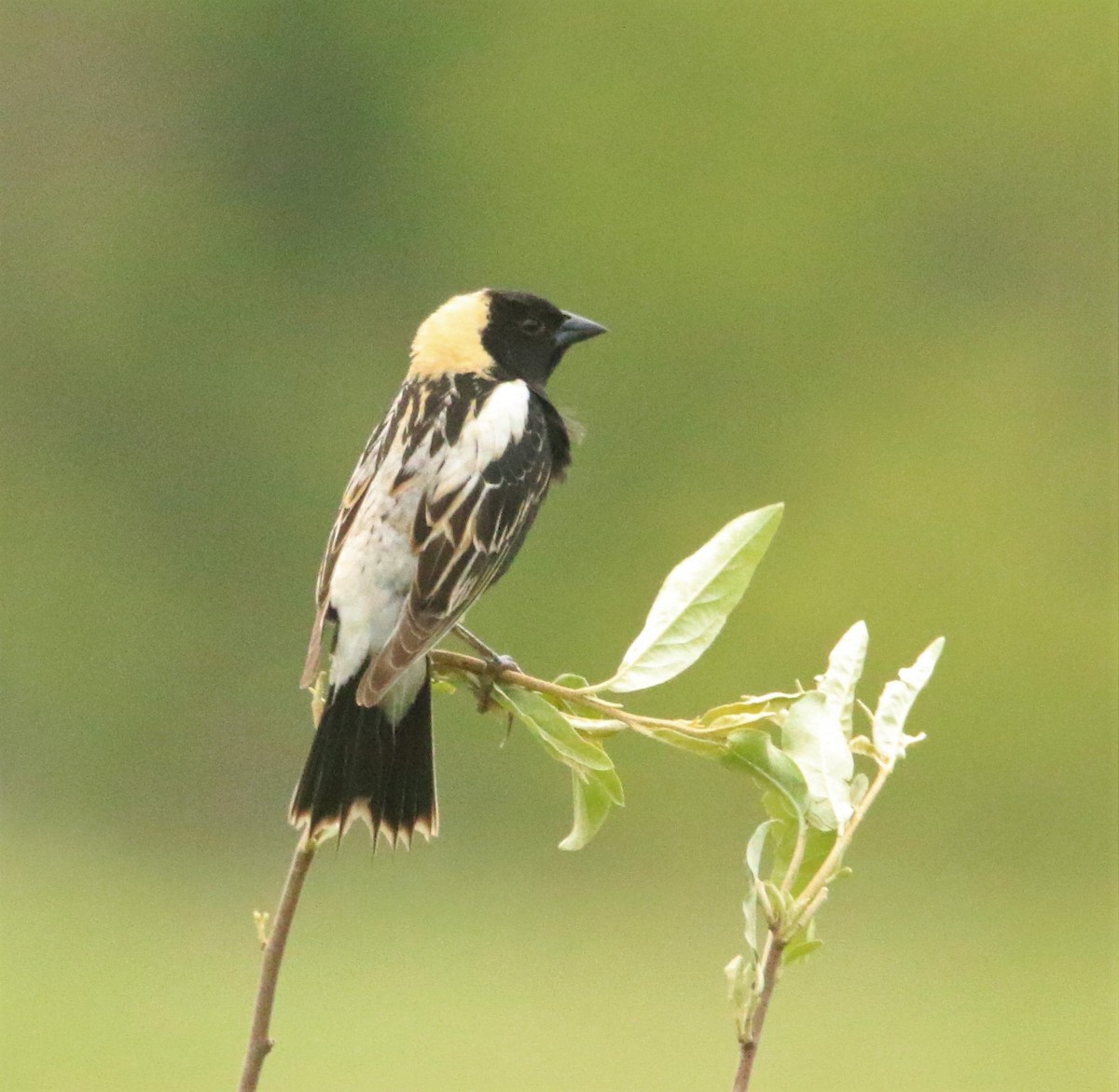 Bobolink - ML586590621