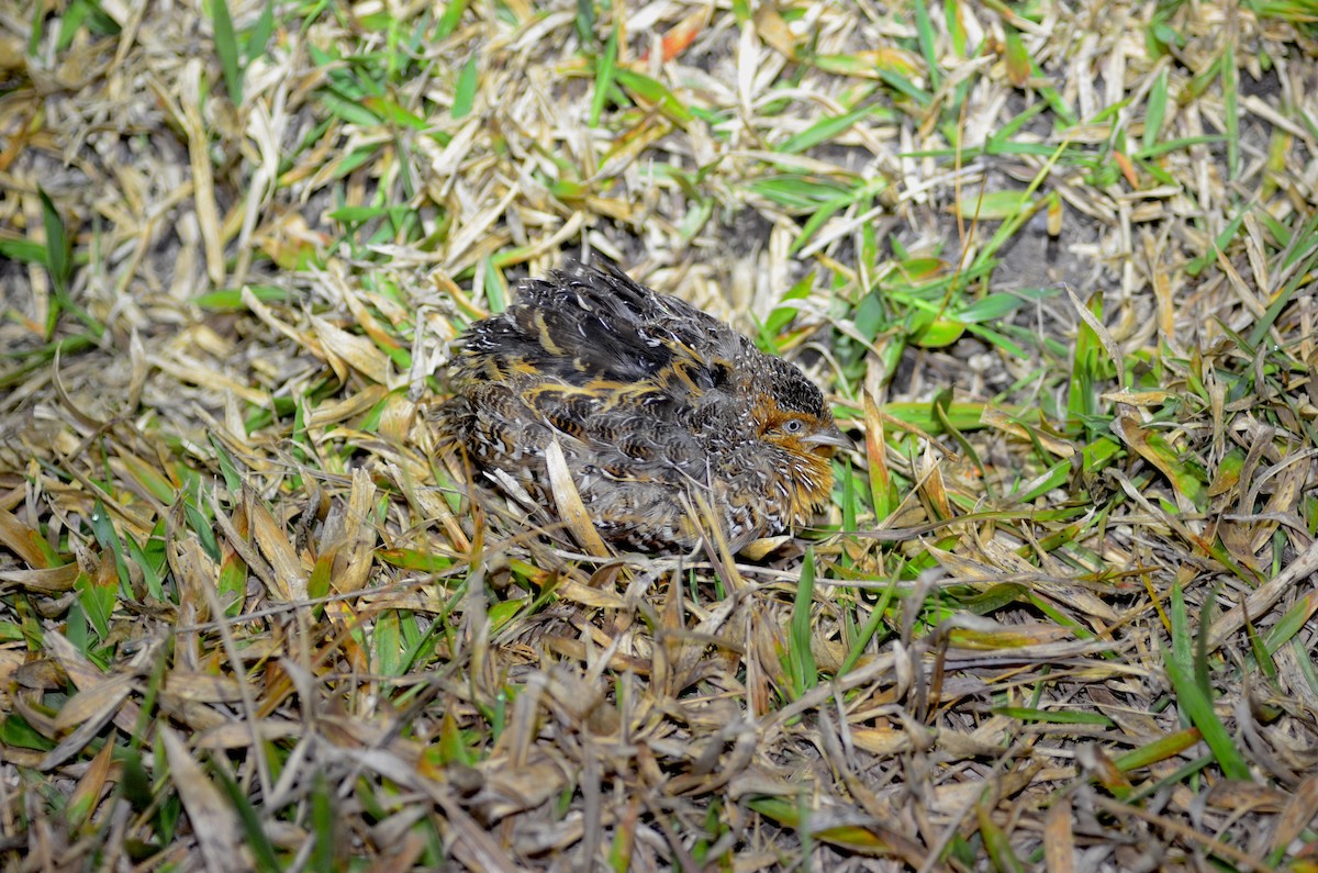 Black-rumped Buttonquail - ML586591521