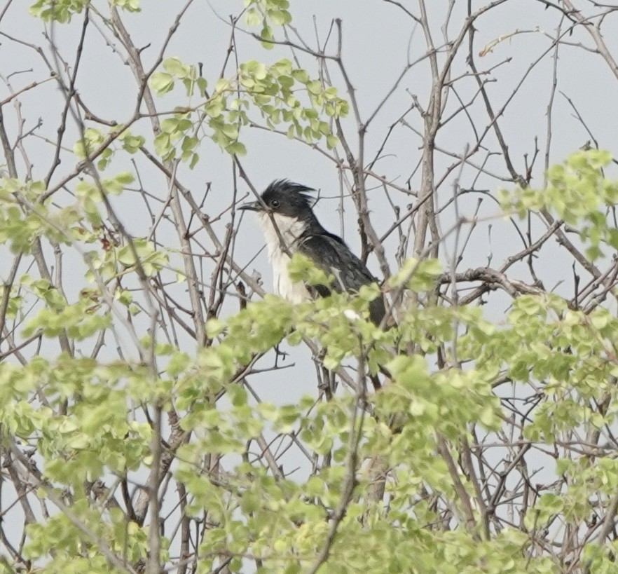 Pied Cuckoo - ML586592401