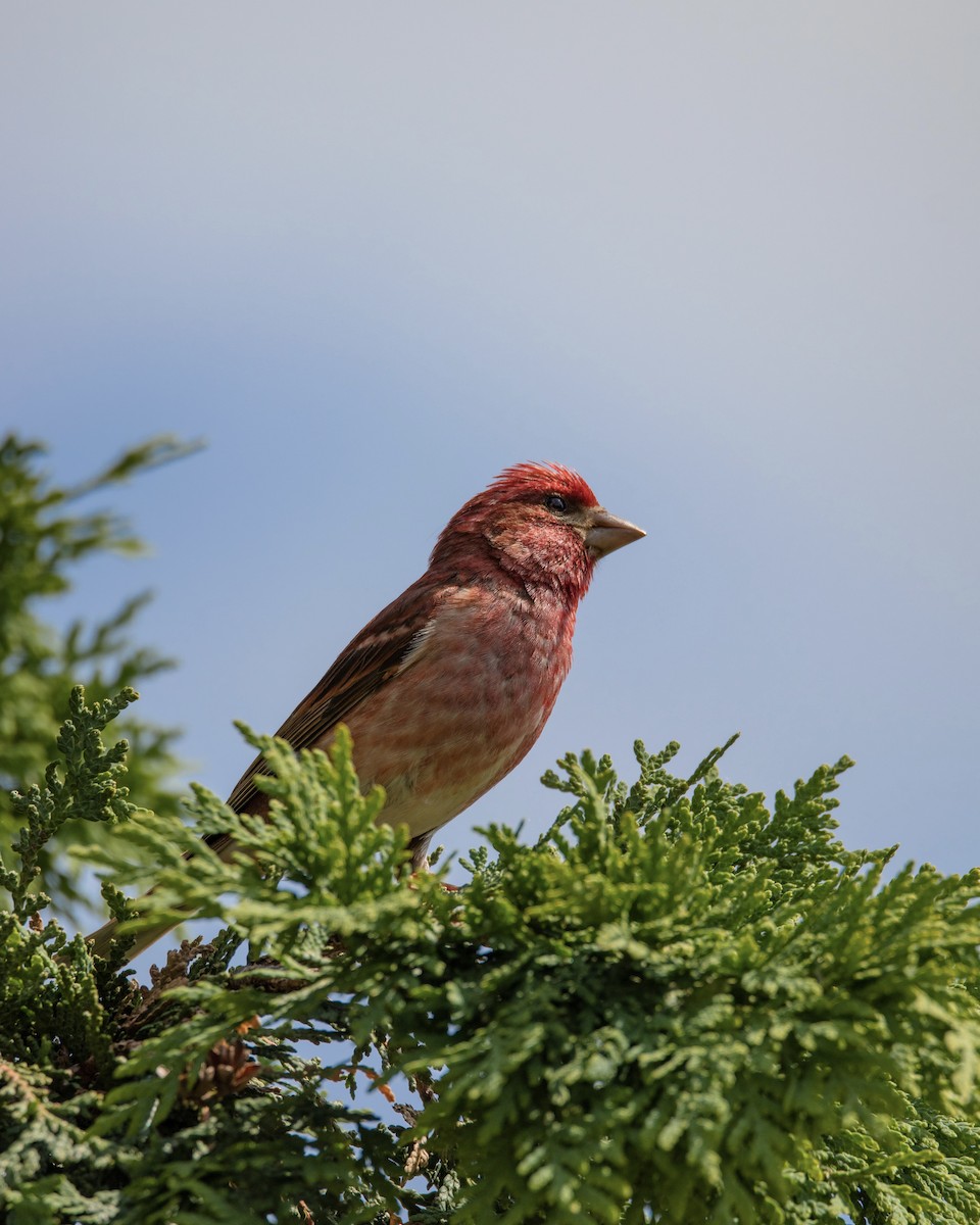 Purple Finch - ML586593131