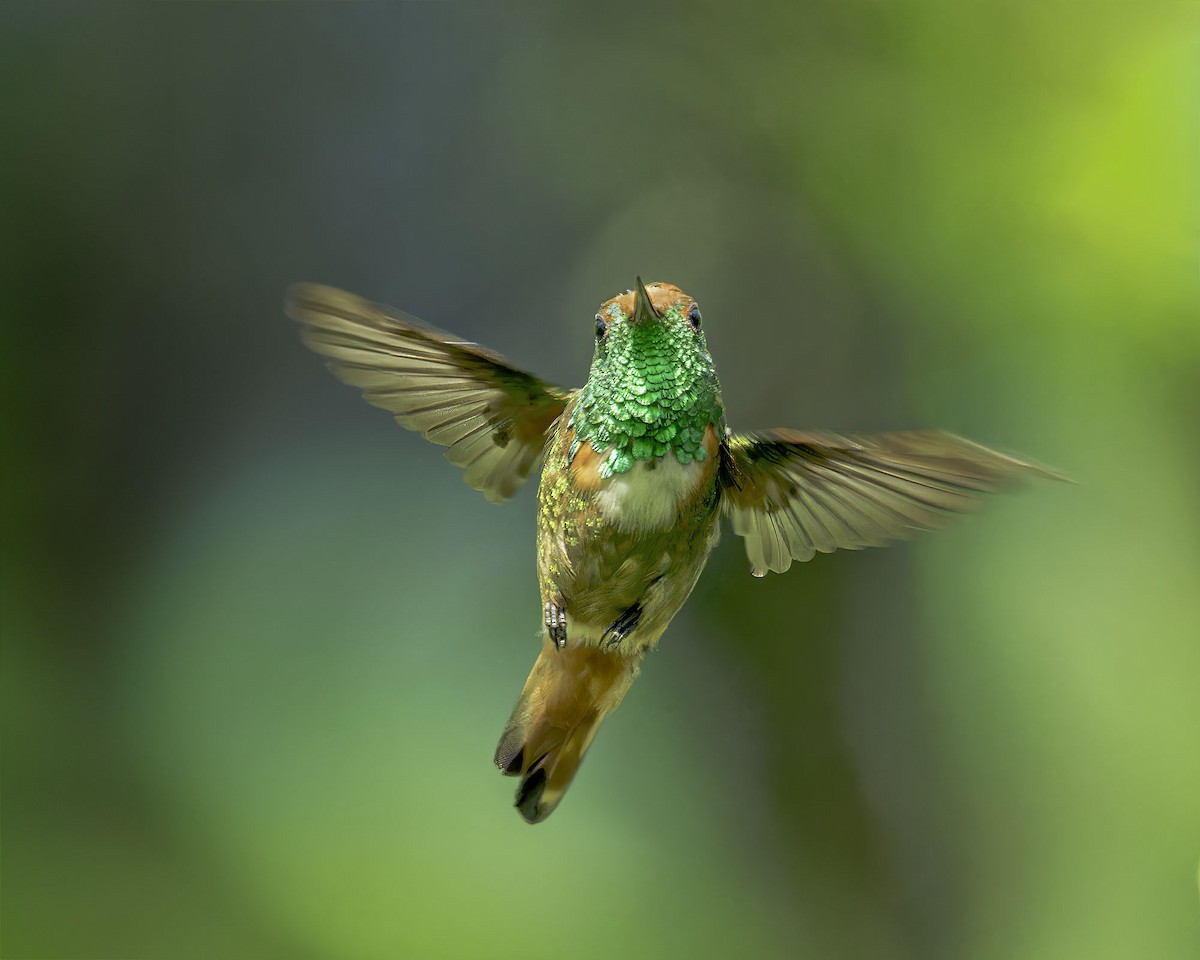 Short-crested Coquette - ML586593931