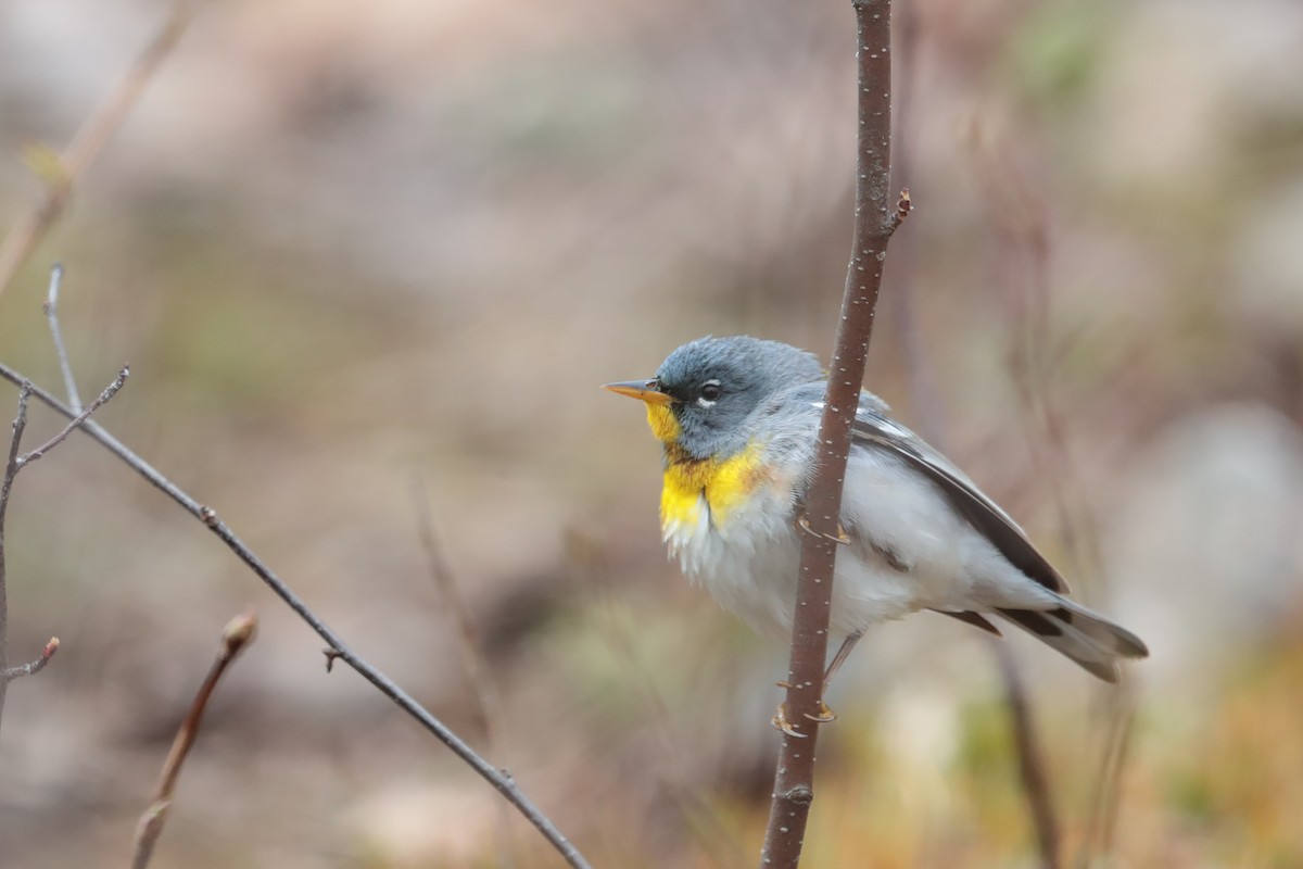 Northern Parula - ML58659571