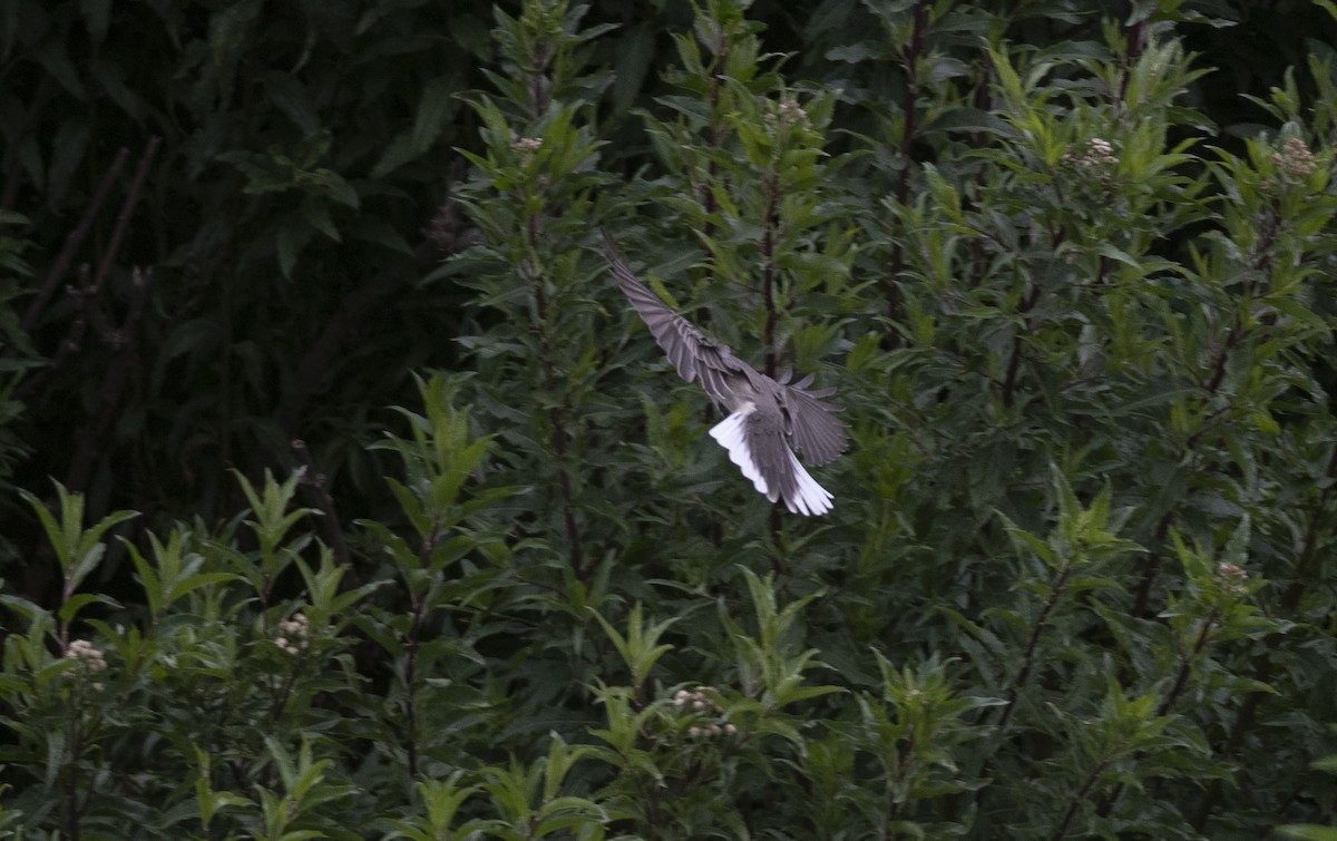 White-tailed Shrike-Tyrant - ML586595881