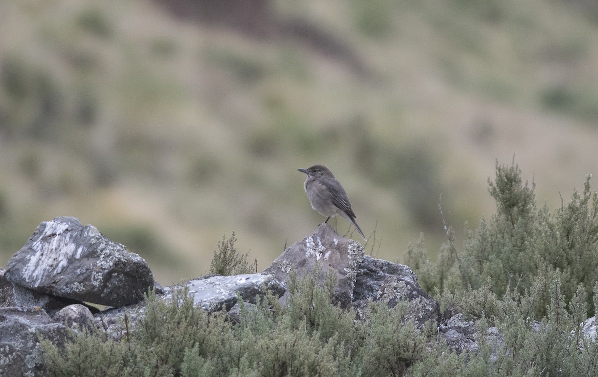 White-tailed Shrike-Tyrant - ML586595891