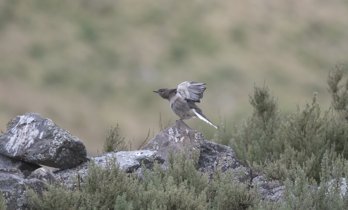 White-tailed Shrike-Tyrant - ML586595911