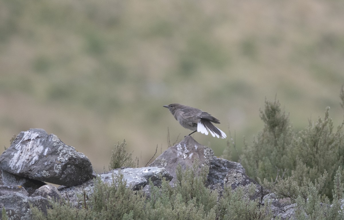 White-tailed Shrike-Tyrant - ML586595921