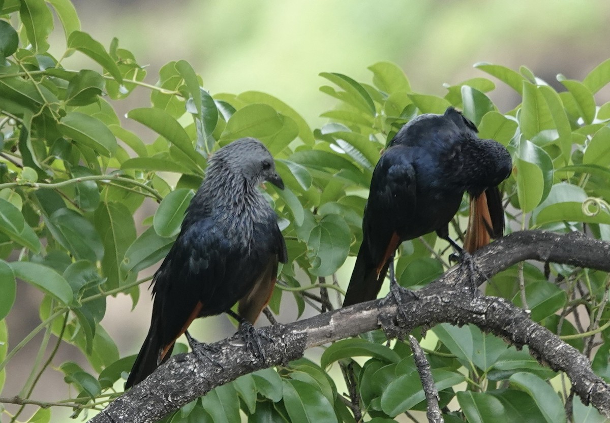 Red-winged Starling - ML586595941