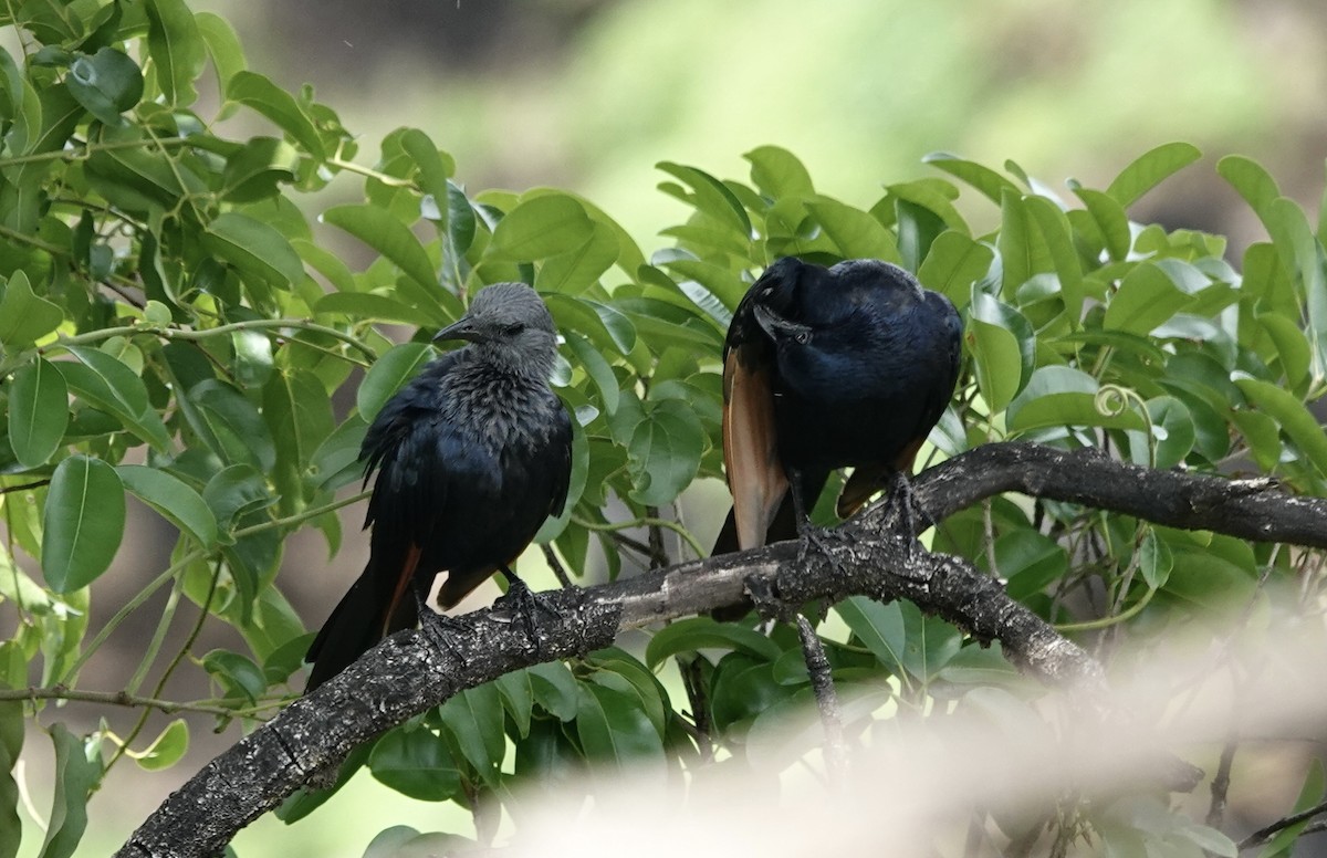 Red-winged Starling - ML586595951