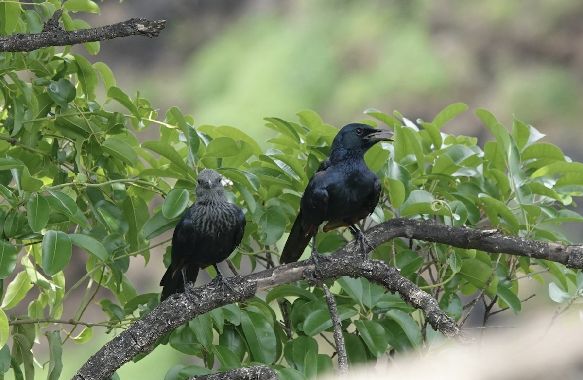 Red-winged Starling - ML586595961