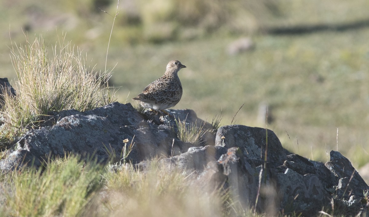 Gray-breasted Seedsnipe - ML586596021