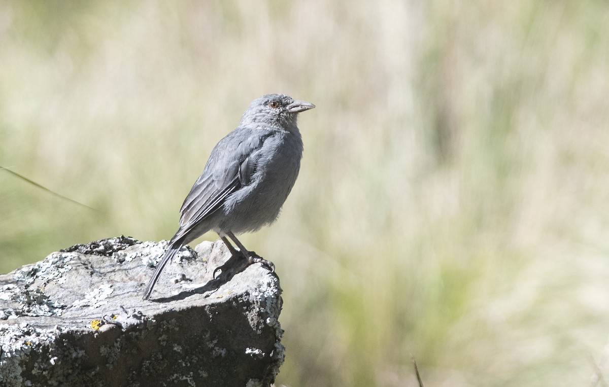 Boulder Finch - ML586596161