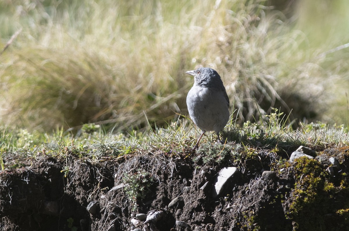 Boulder Finch - ML586596171