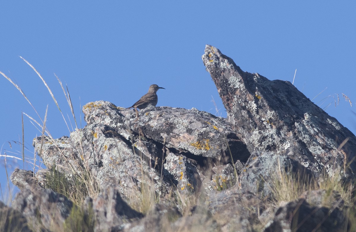 Slender-billed Miner - ML586596221