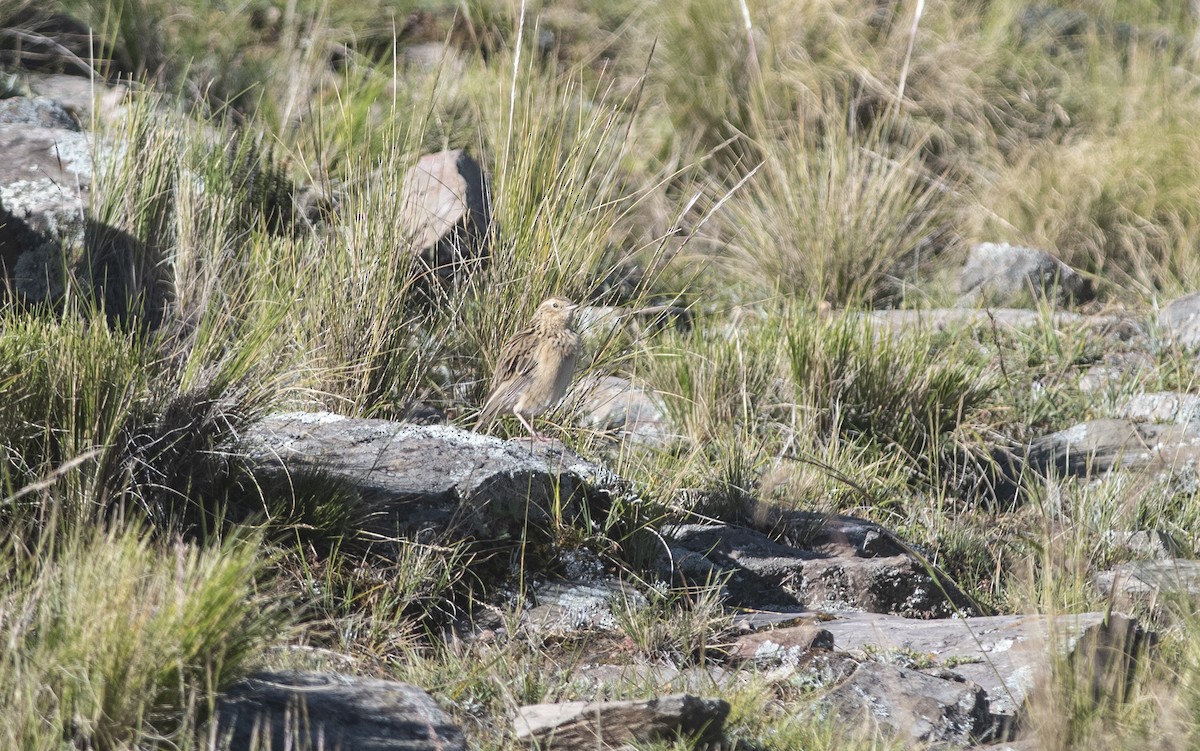 Paramo Pipit - ML586596241