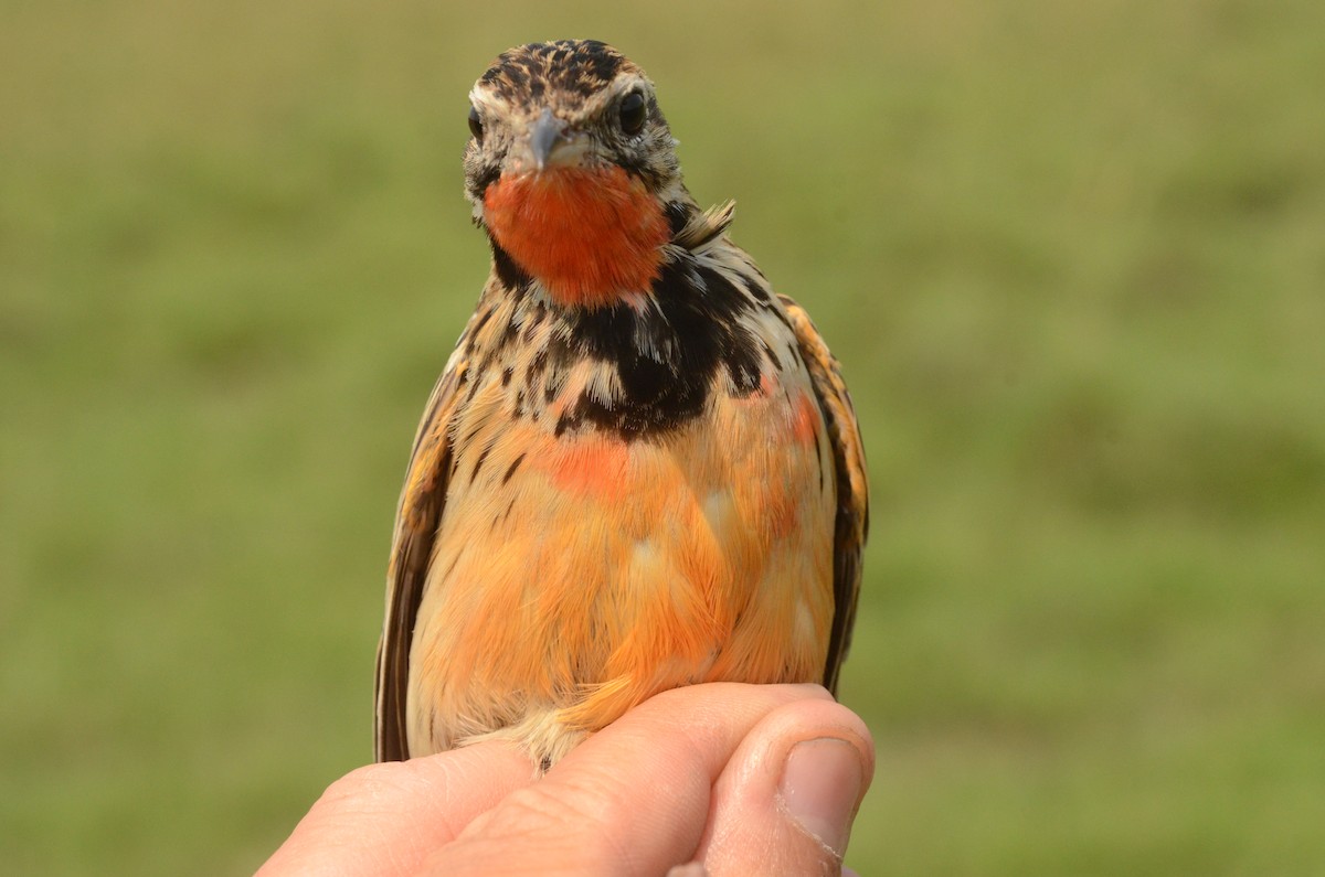 Rosy-throated Longclaw - ML586596271