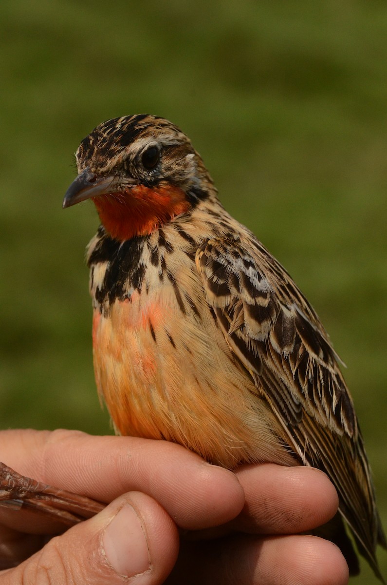 Rosy-throated Longclaw - ML586596521