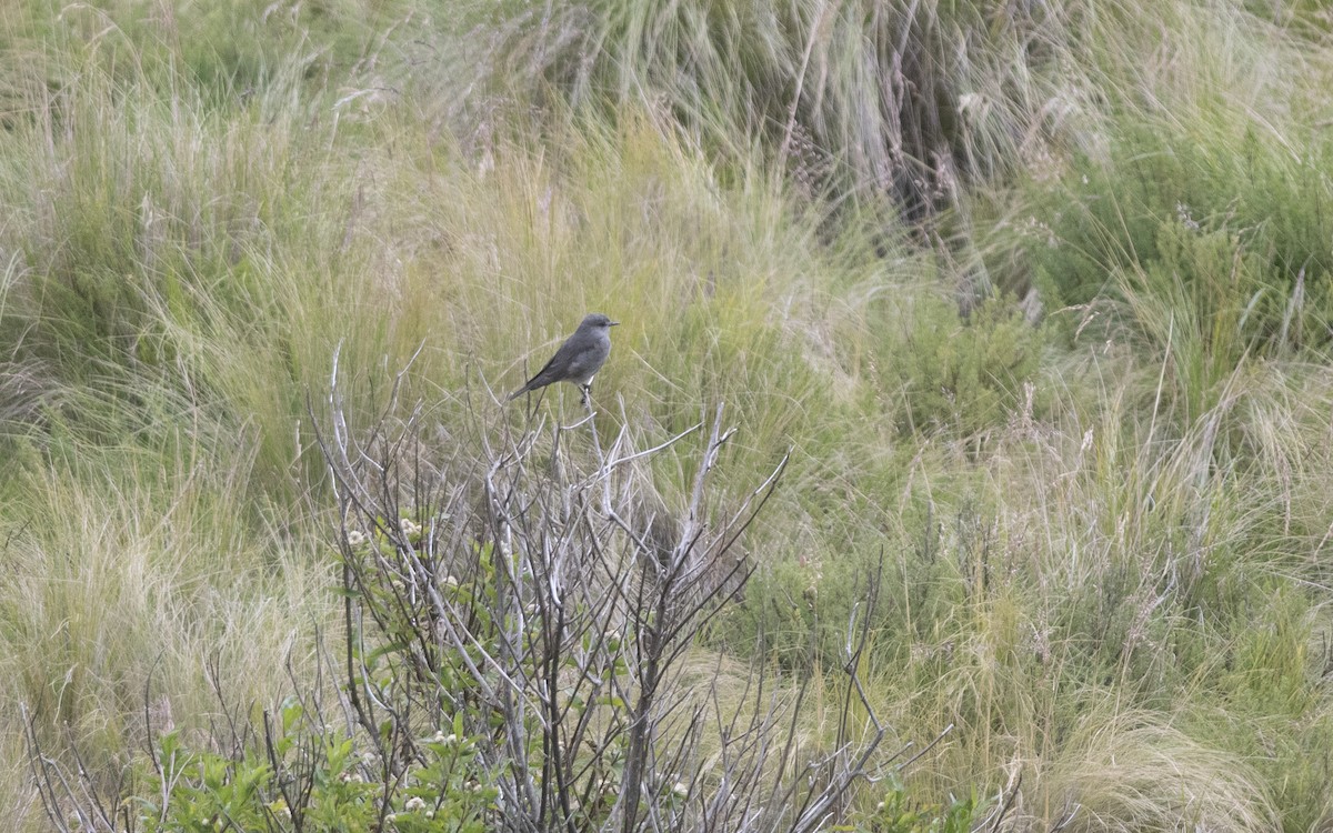 Rufous-webbed Bush-Tyrant - ML586597061