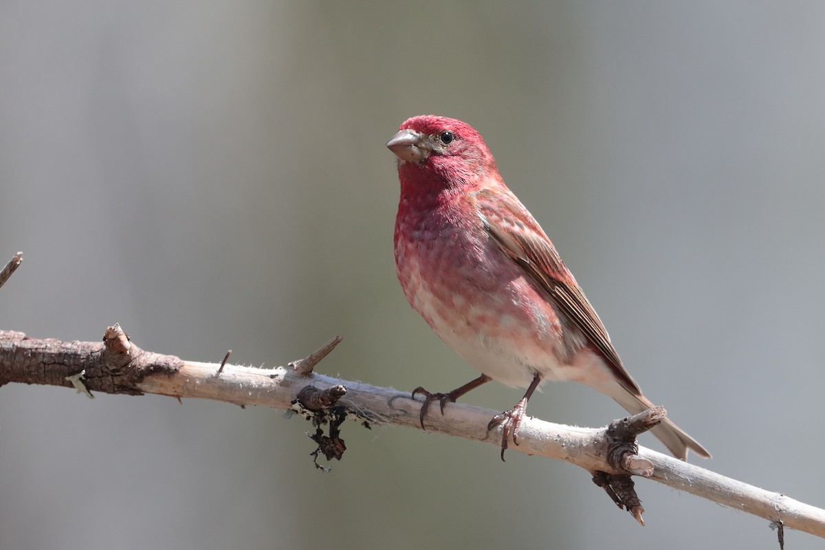 Purple Finch - bellemare celine