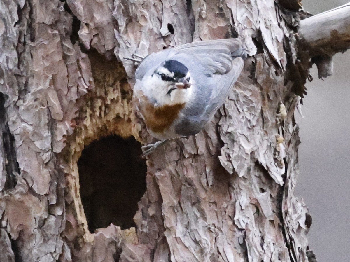 Krüper's Nuthatch - ML586598121