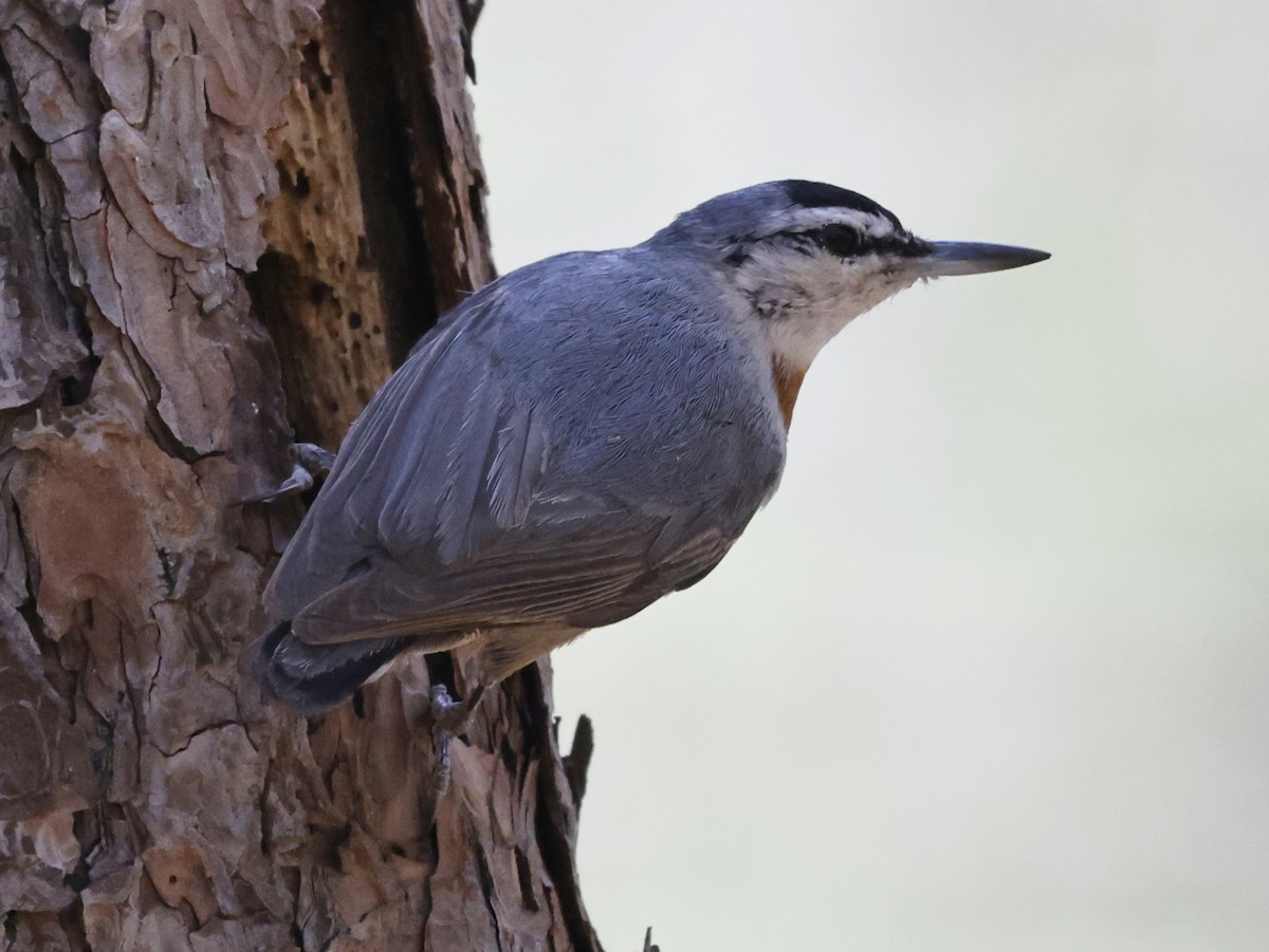 Krüper's Nuthatch - ML586598131