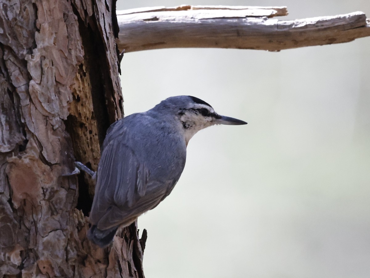 Krüper's Nuthatch - ML586598151