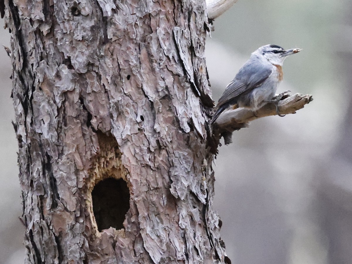 Krüper's Nuthatch - ML586598171