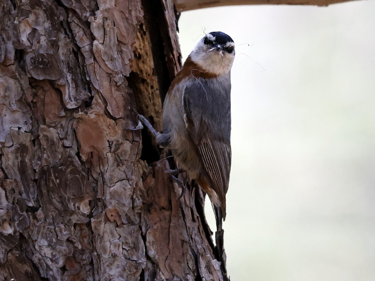 Krüper's Nuthatch - ML586598181