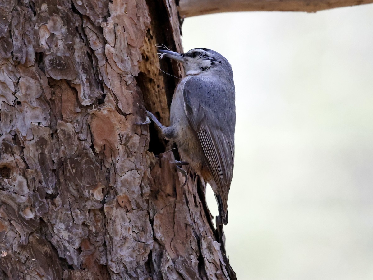 Krüper's Nuthatch - ML586598221