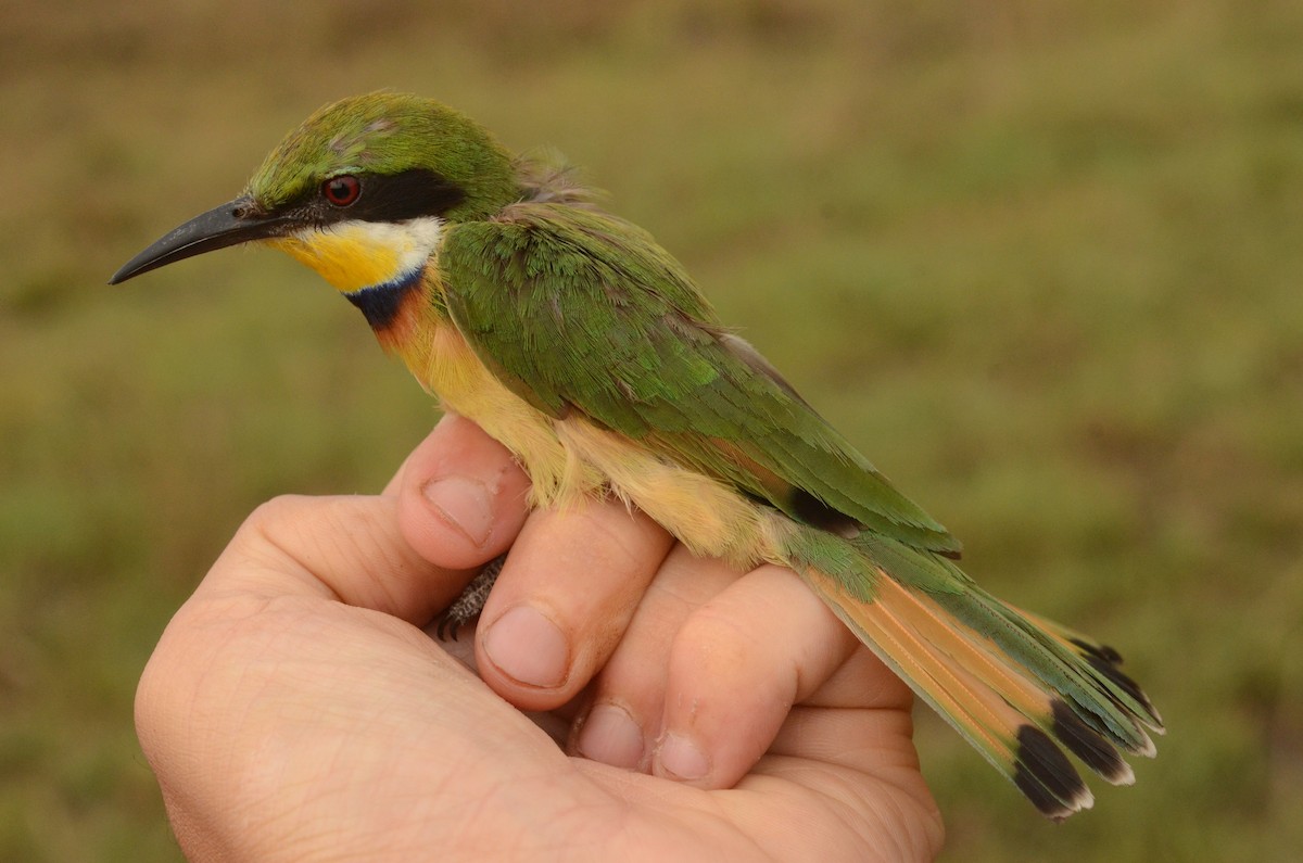 Blue-breasted Bee-eater - ML586599271