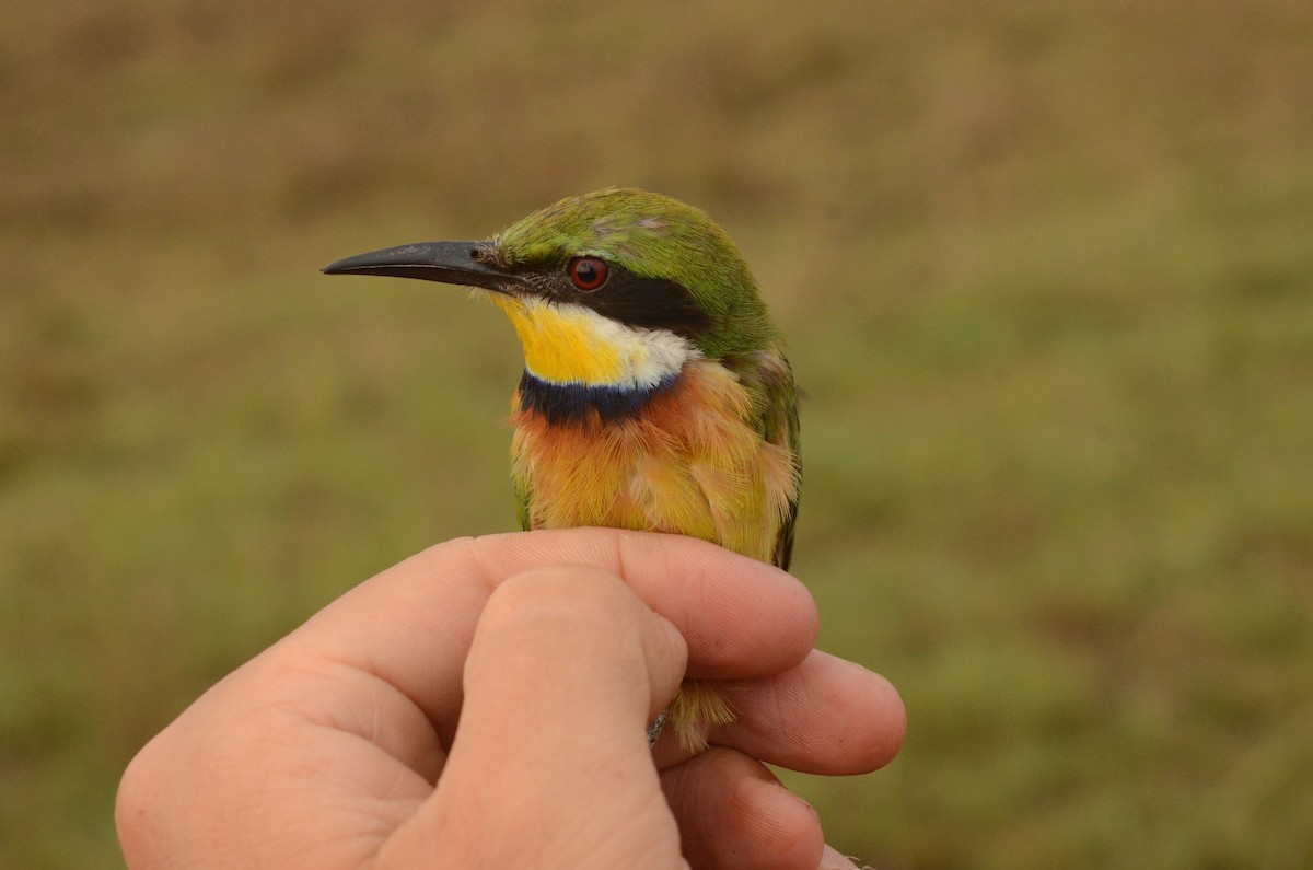 Blue-breasted Bee-eater - ML586599301