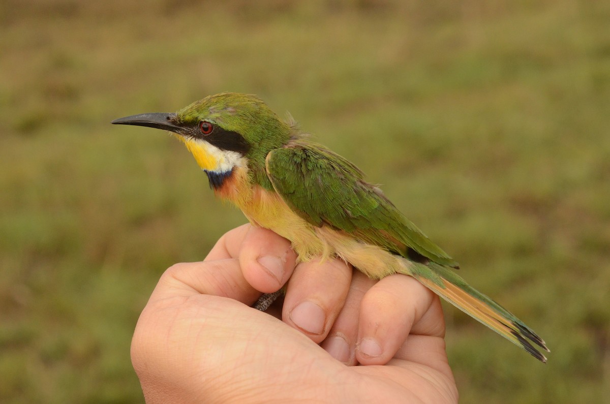 Blue-breasted Bee-eater - ML586599381