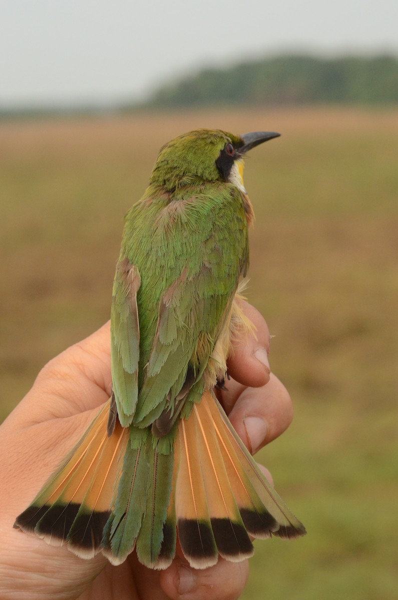 Blue-breasted Bee-eater - ML586599431