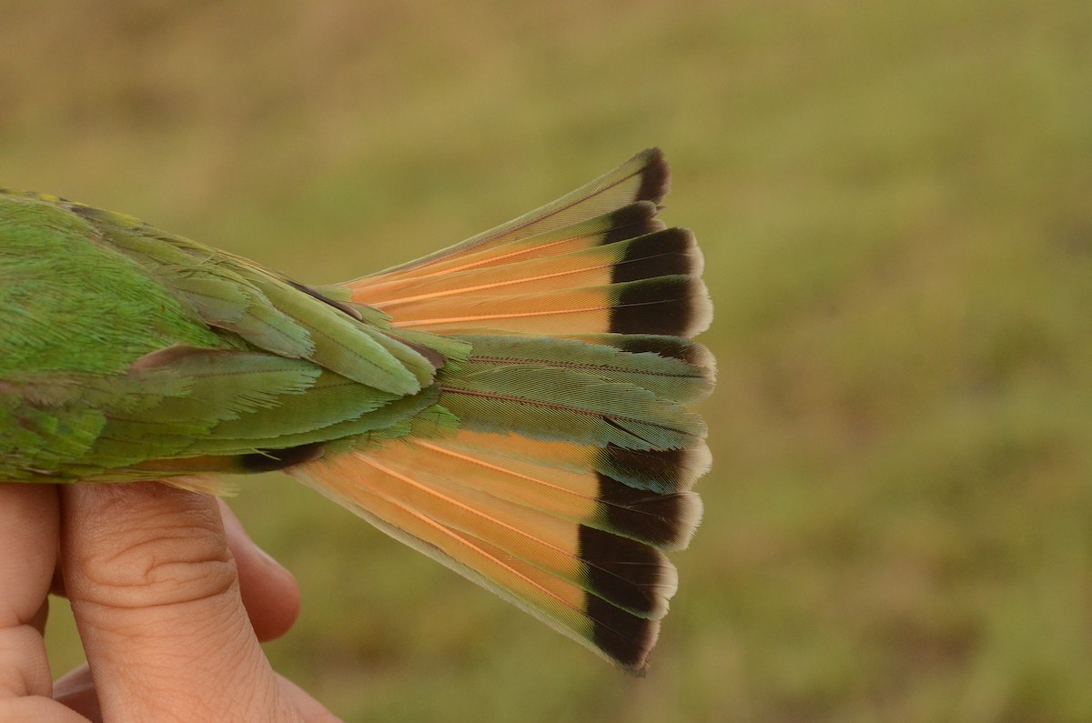 Blue-breasted Bee-eater - ML586599521