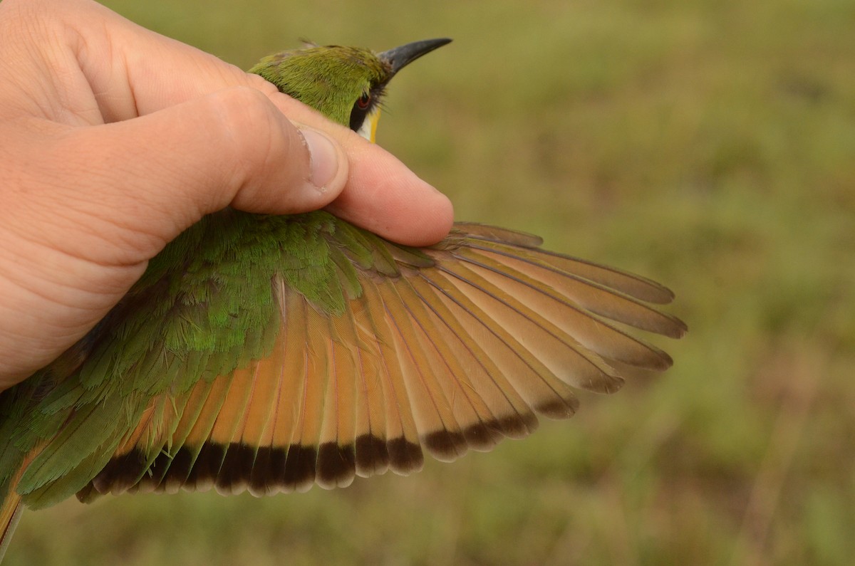 Blue-breasted Bee-eater - ML586599541