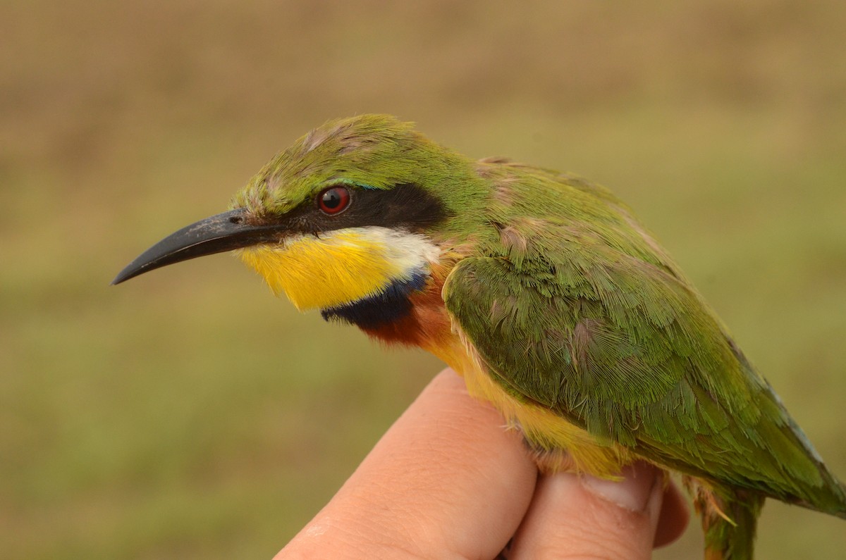 Blue-breasted Bee-eater - ML586599591