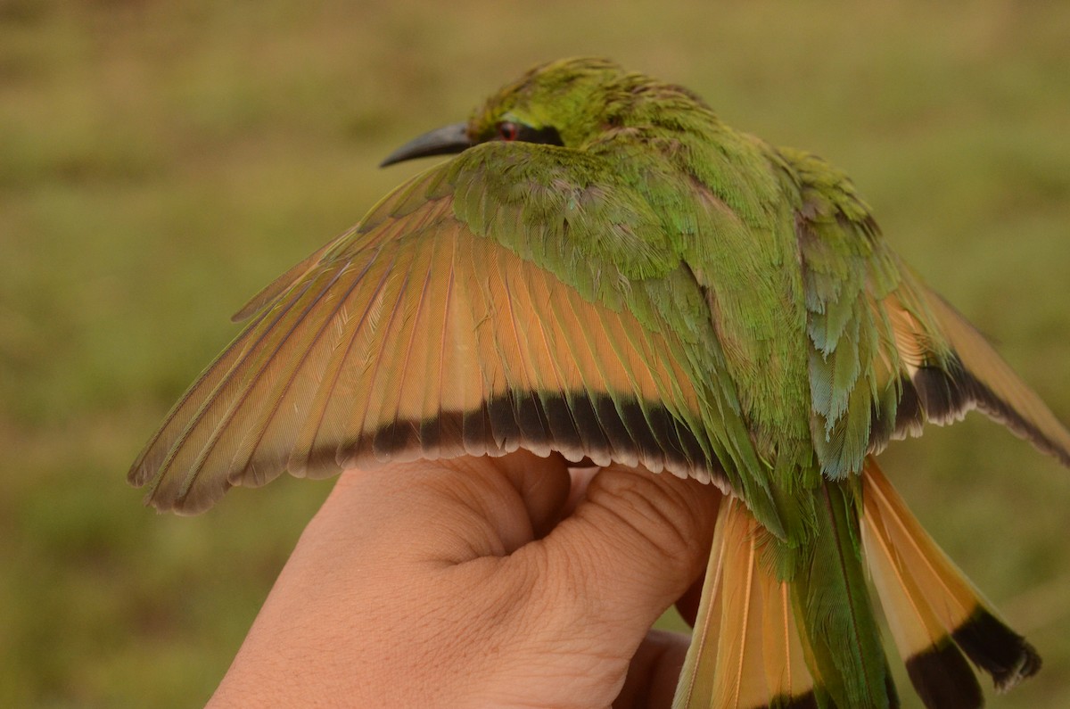 Blue-breasted Bee-eater - ML586599641