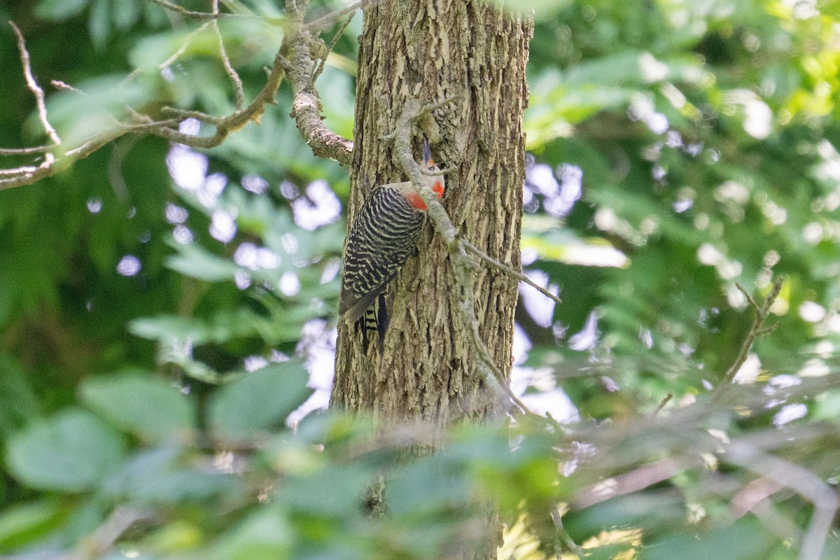 Red-bellied Woodpecker - ML586601861