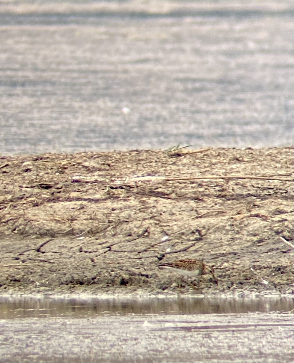 Pectoral Sandpiper - ML586602621