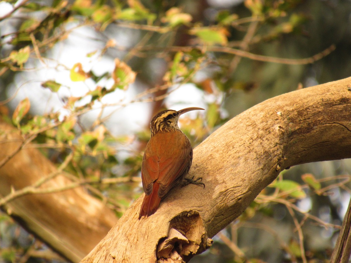 Narrow-billed Woodcreeper - ML586603181