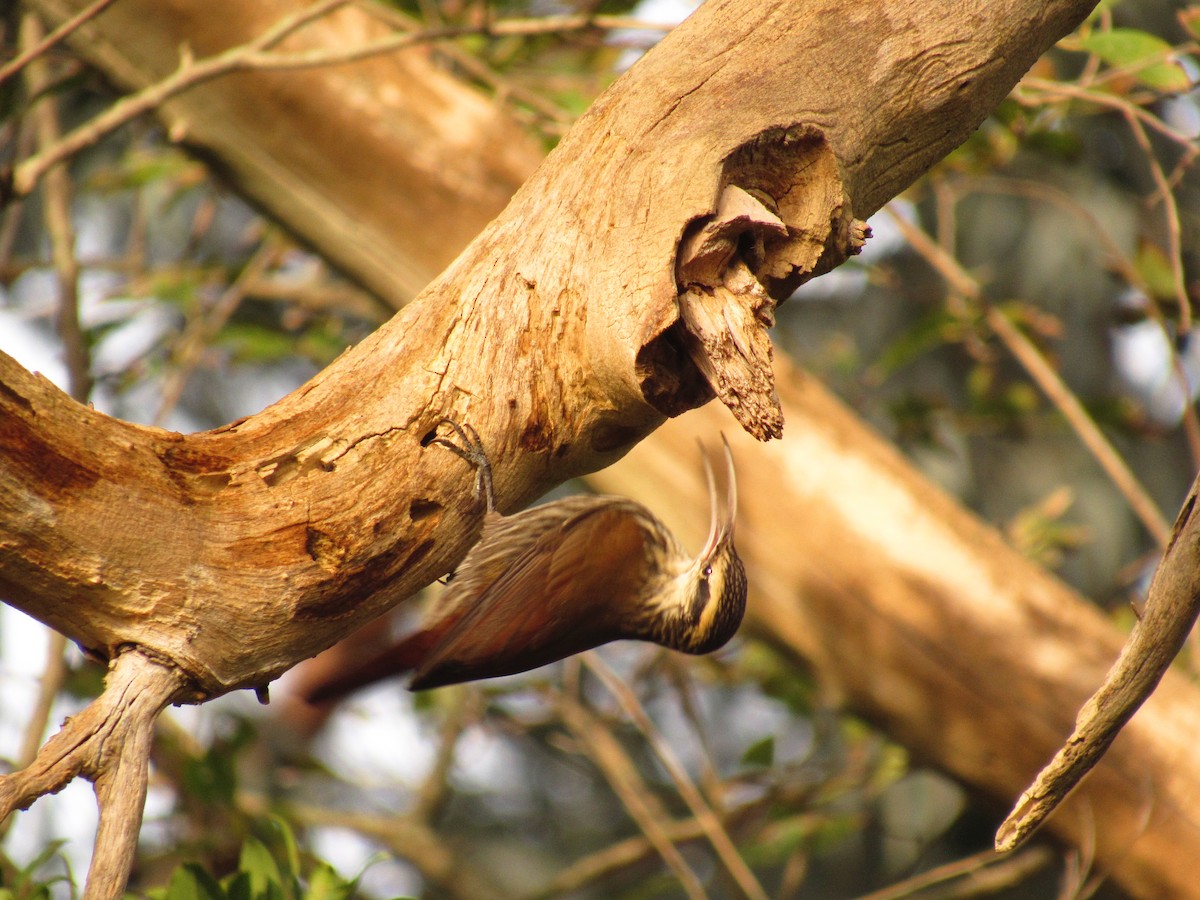 Narrow-billed Woodcreeper - ML586603191