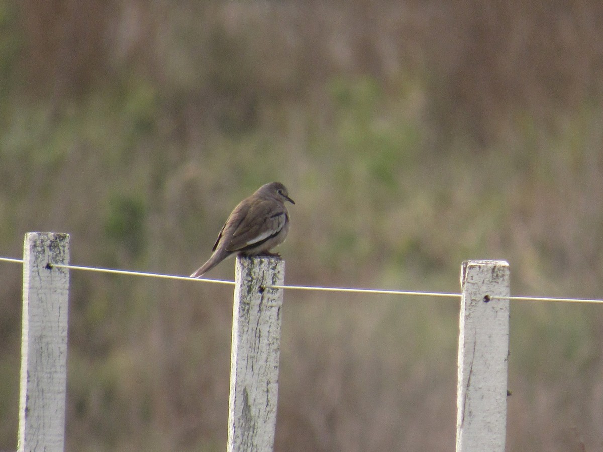 Picui Ground Dove - ML586603571