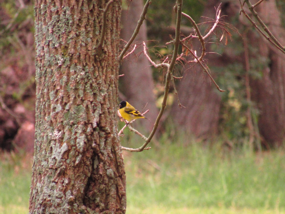 Hooded Siskin - ML586603961