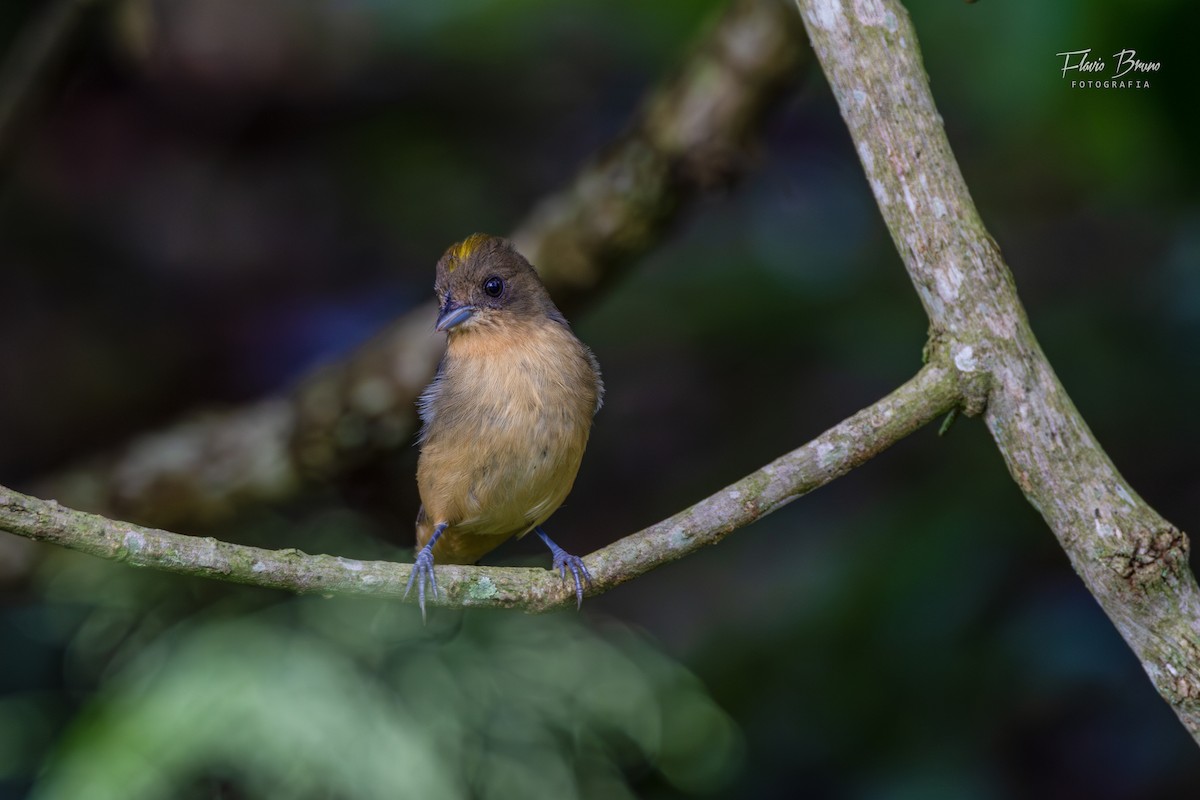 Black-goggled Tanager - Flavio Bruno