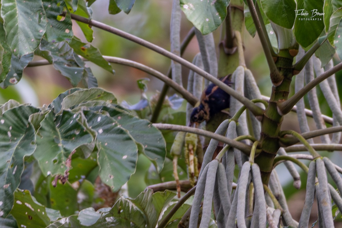 Ruby-crowned Tanager - Flavio Bruno