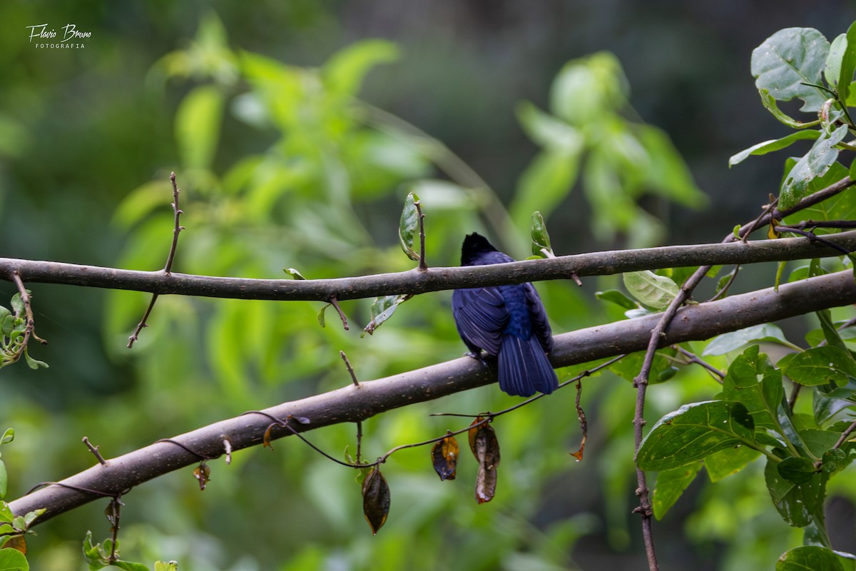 Ruby-crowned Tanager - Flavio Bruno