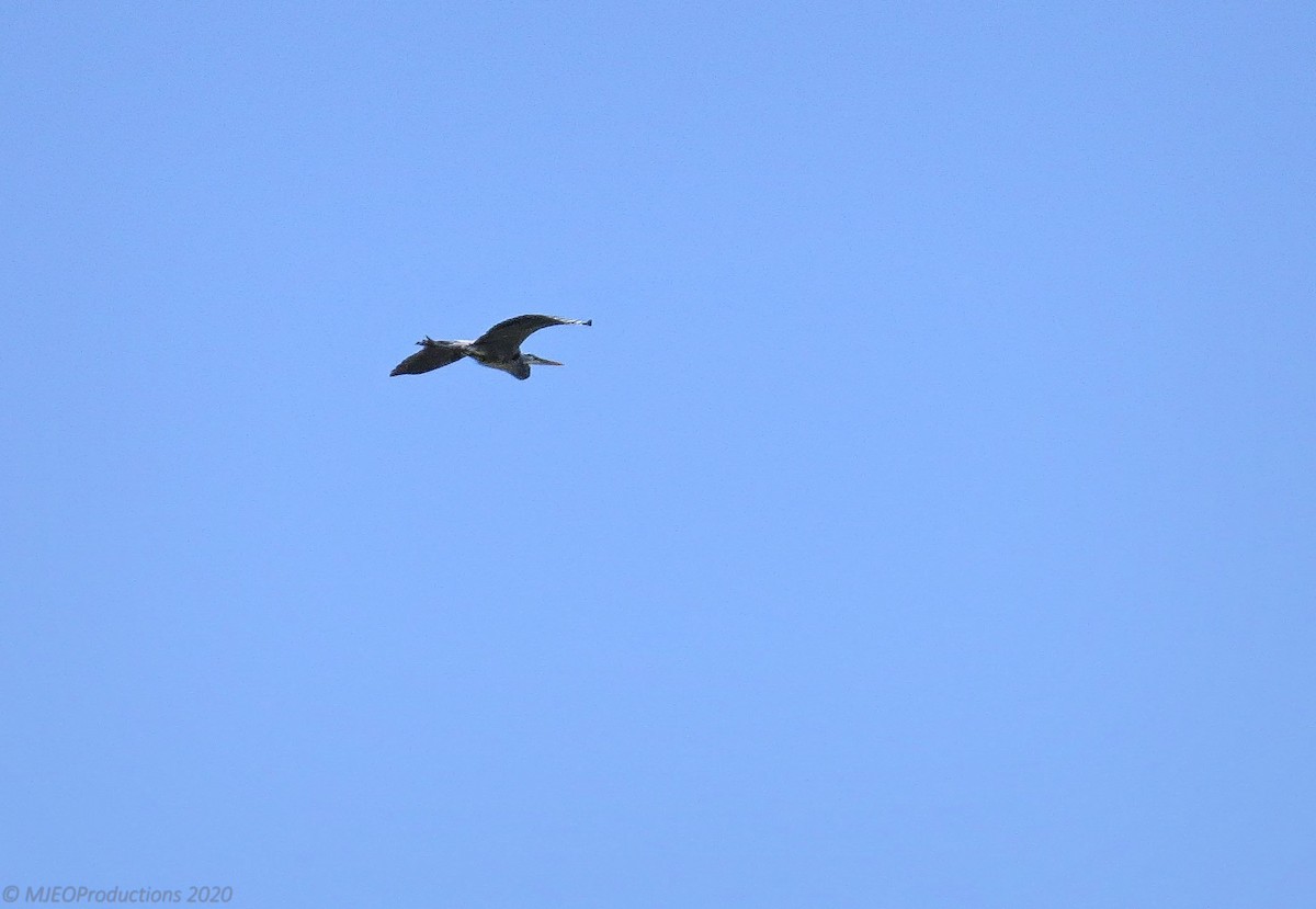 Great Blue Heron - Marianne Ofenloch